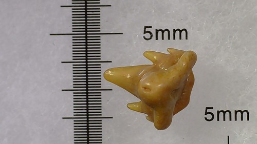 Shark tooth dent requin - de,