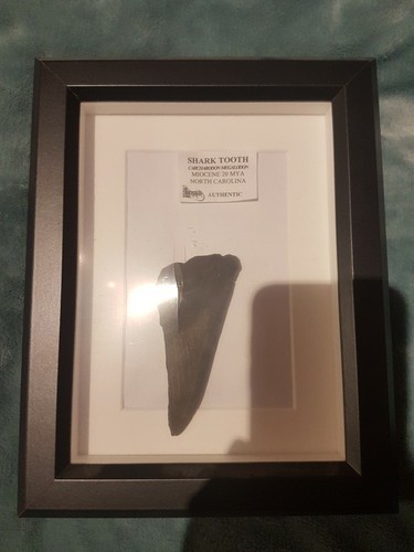Dente megalodonte 10 - da, cm