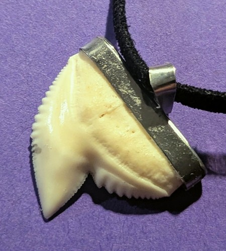 Dente squalo montato - dente, di