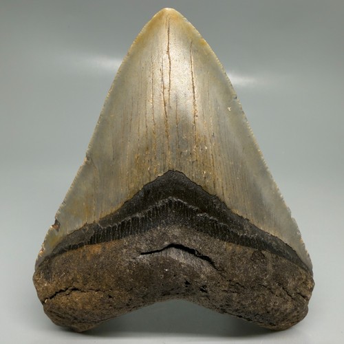 Dente squalo megalodon - di,