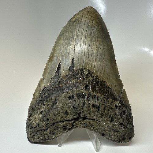 Dente squalo megalodonte - squalo,