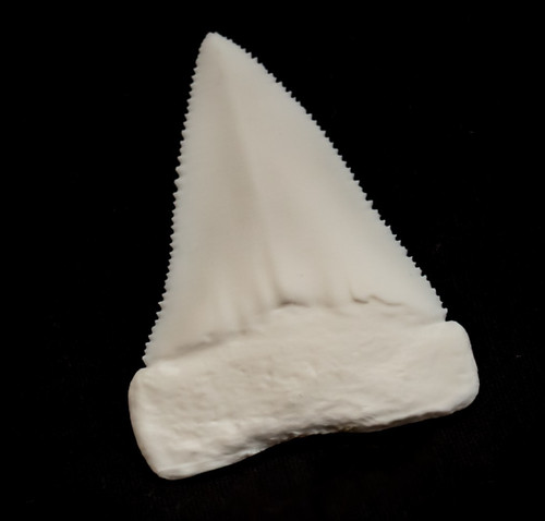 Great white shark - great, tooth