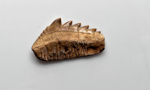 Notorynchus cepedianus shark - notorynchus,
