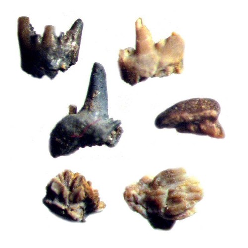 Devonian conodont microfossil