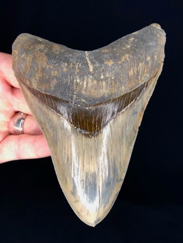 Dente squalo megalodonte di - megalodonte,