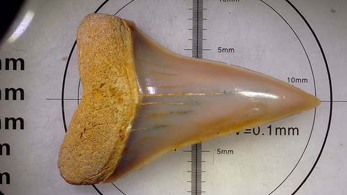 Dente squalo carcharodon - dente,