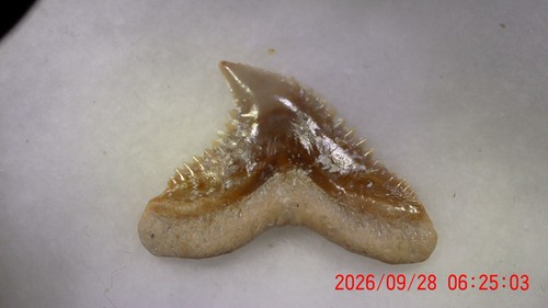 Shark tooth galeocerdo - shark,