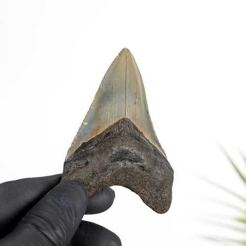 Inch megalodon shark tooth - inch,