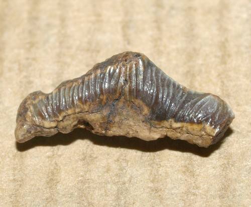 Polyacrodus illingworthi