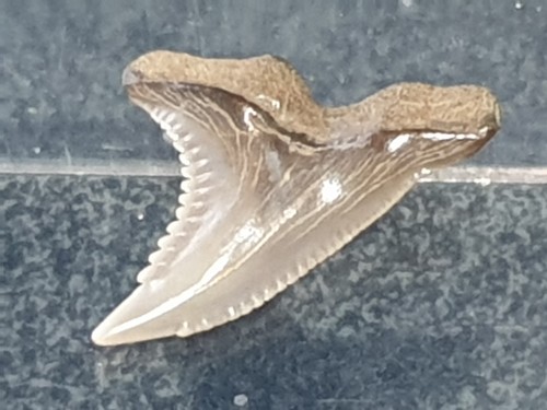 Shark tooth dent requin - tooth,