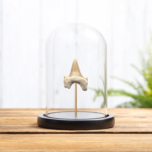 Otodus shark tooth - otodus, in