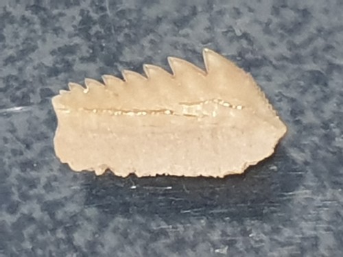 Dente squalo di - dente,