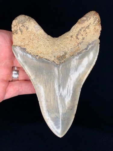 Dente squalo megalodonte - di,