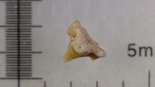 Shark tooth requin - shark,