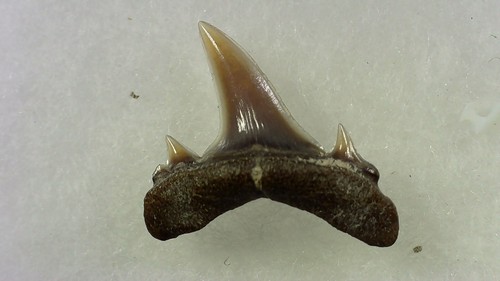 Shark tooth dent requin - tooth,