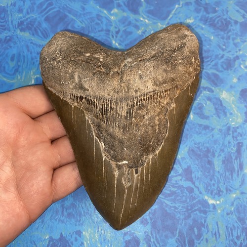 Megalodonte dente squalo - megalodonte,