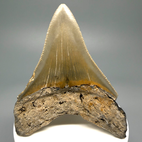 Dente squalo megalodon - di,
