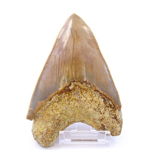 Shark tooth carcharocles - shark,
