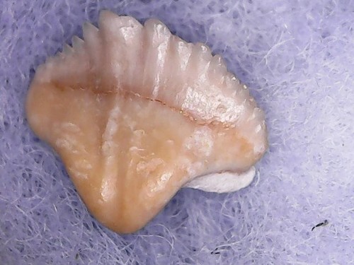 Dente squalo nebrius - -,
