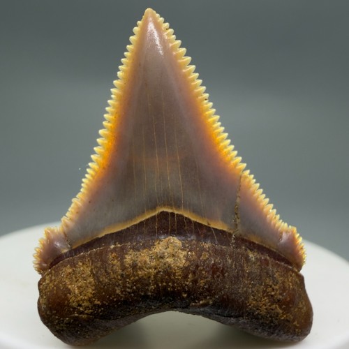 Dente squalo fossile - dente,