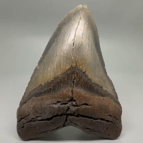 Dente squalo megalodon - dente,