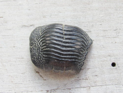 Raro dente fossile ptychodus - raro,