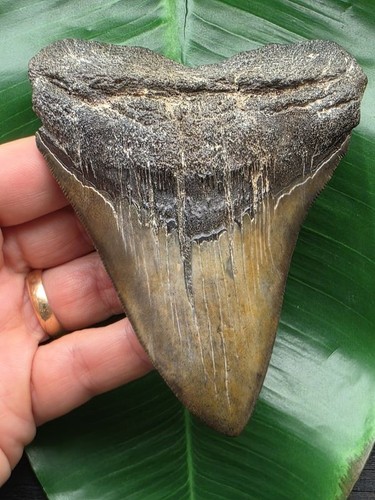 Dente del megalodonte - dente,