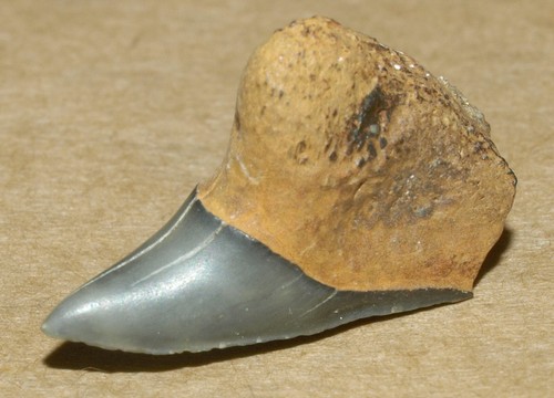 Raro dente squalo - raro,