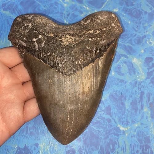 Megalodonte dente squalo - dente,