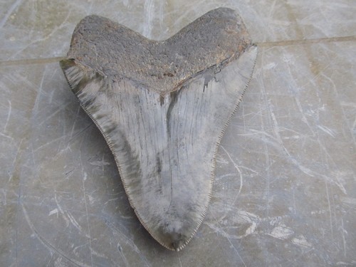 Shark tooth requin fossile - shark,