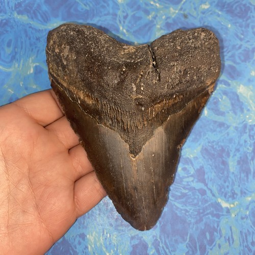 Megalodonte dente squalo - megalodonte,