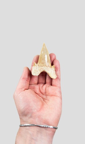 Otodus obliquus shark tooth - otodus,