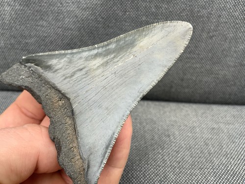 Megalodon fossil shark - +,