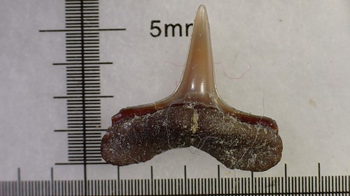 Dente squalo carcharhinus - squalo,