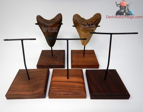 Espositore denti squalo - denti,