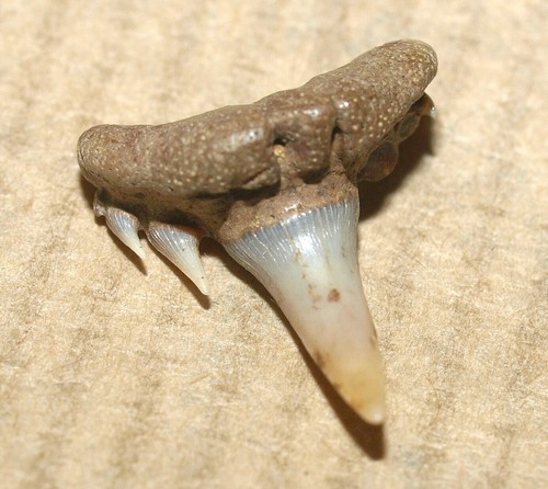 Dente squalo - dente, di