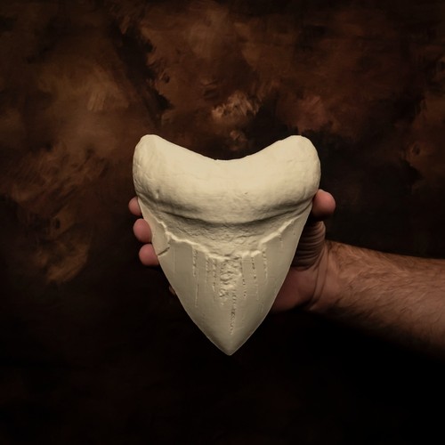 Megalodon tooth world record - tooth,