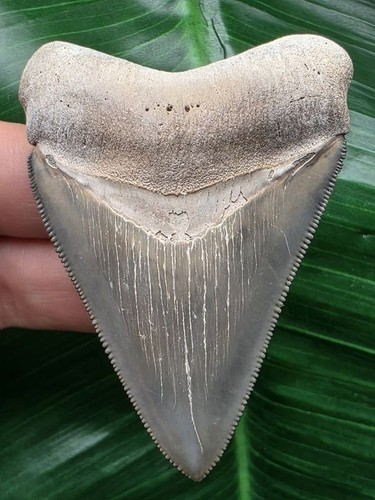 Dente del megalodonte cm - del,