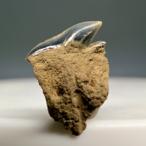 Raro dente squalo fossile - raro,