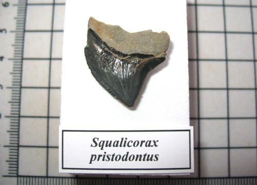 Cretaceous squalicorax - cretaceous,