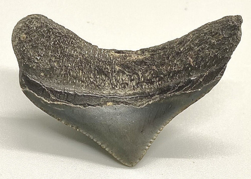Dente squalo megalodon - dente,