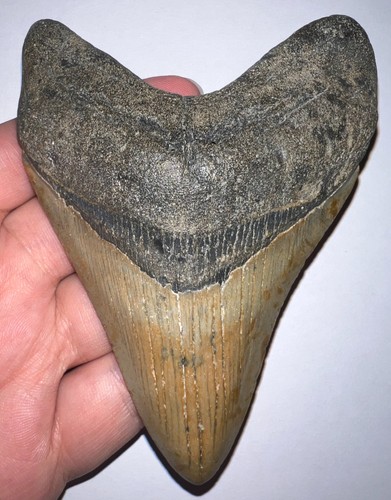 Enorme dente squalo - enorme, di