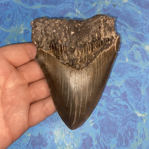 Megalodonte dente squalo - megalodonte, di