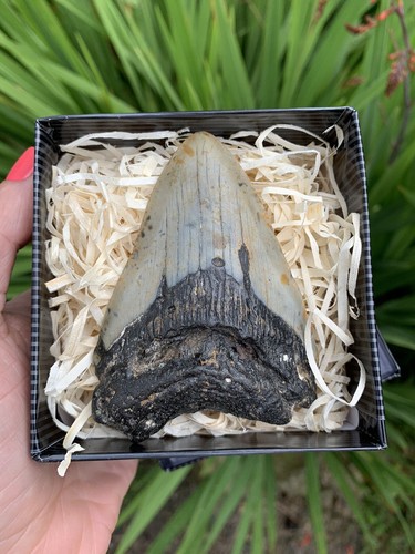 Beautiful megalodon - beautiful, 3.5”