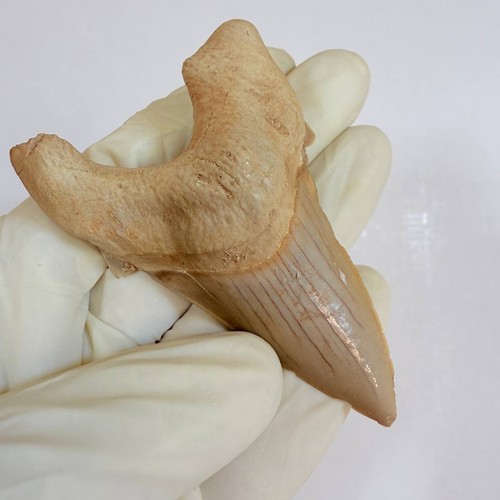 Raro dente squalo otodus - raro, di