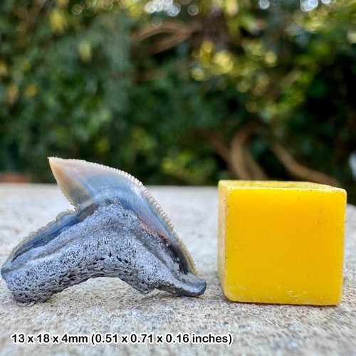 Galeocerdo cuvier shark tooth