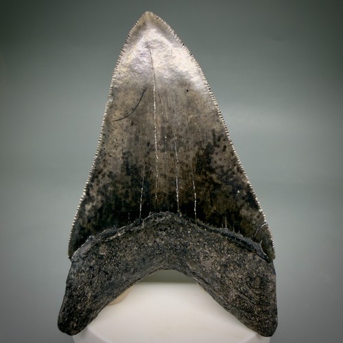 Dente squalo megalodon - dente, di