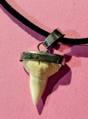 Dente squalo originale - dente,