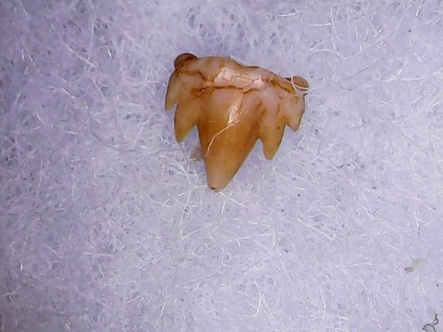Squalo dente - squalo, di