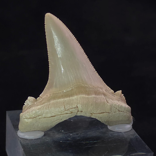 Auriculatus odotus shark - shark, tooth
